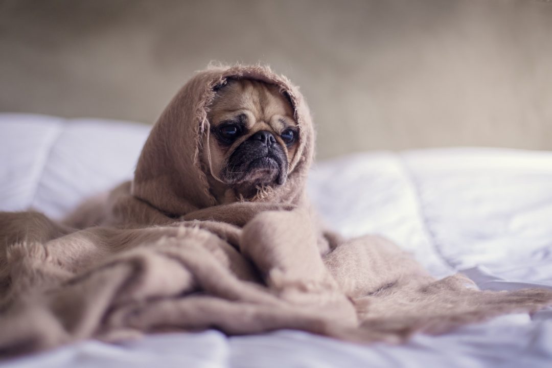 caring for your pets during the cold winter in adelaide