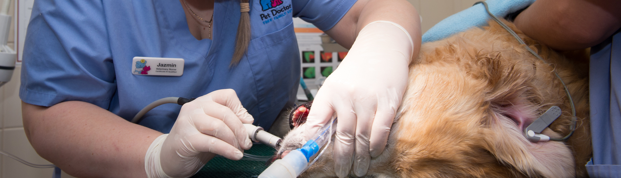 dental services performed on a dog