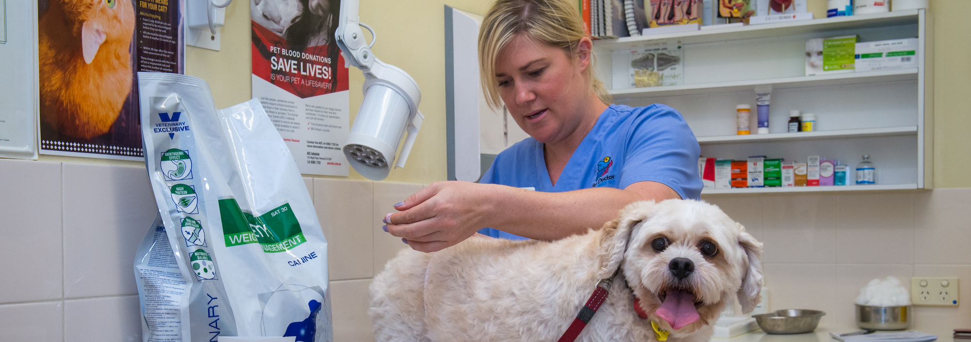 vet nurse examining a dog
