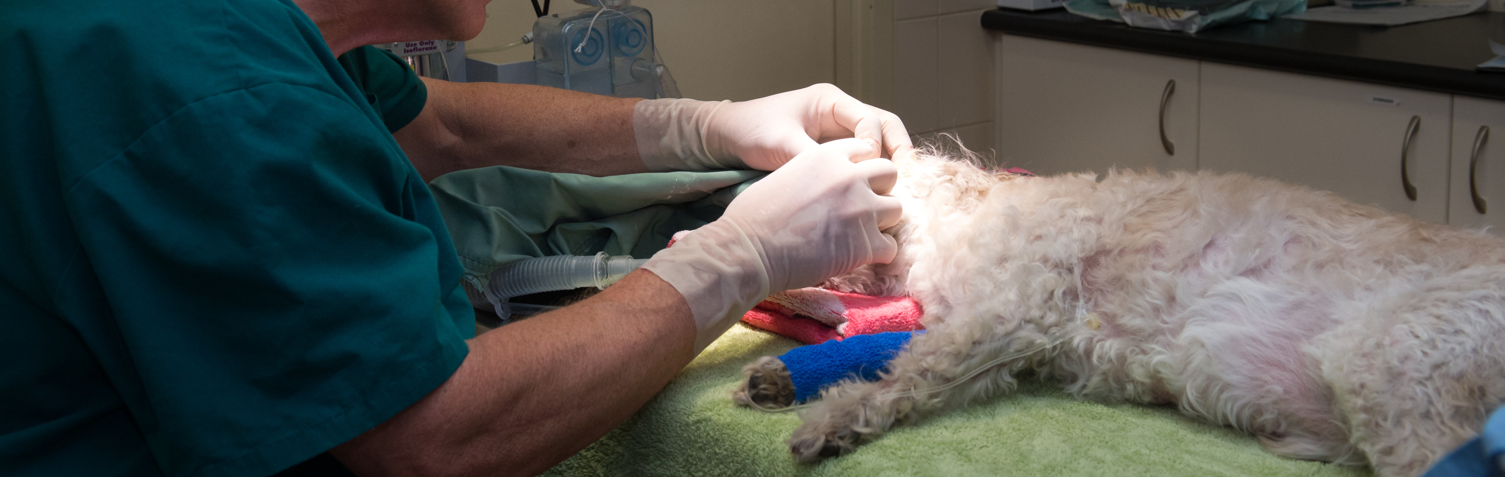 prepping a dog for surgery