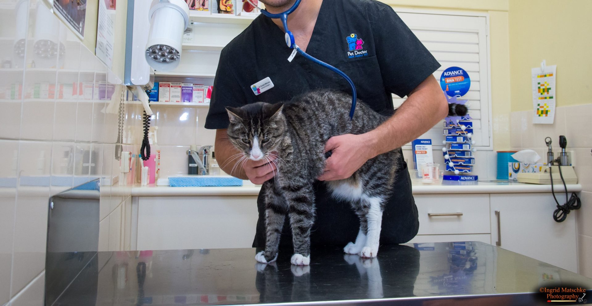 Animal Behaviour Consultation Vet Services Pet Doctor Vet