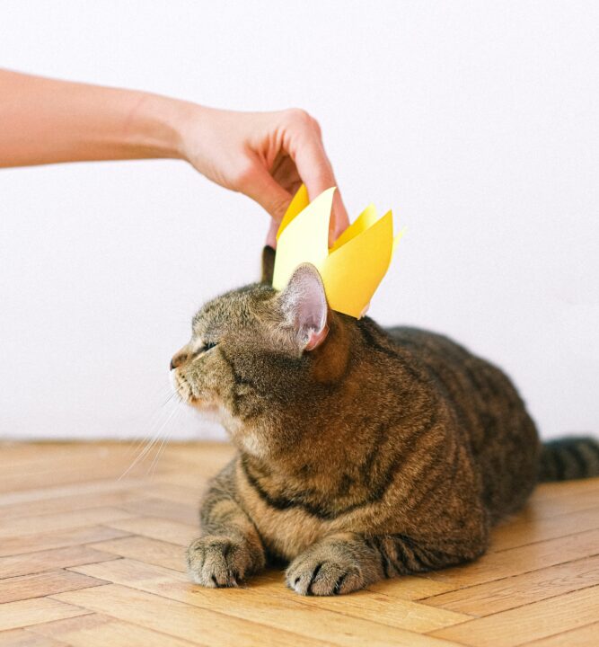 Cat and crown