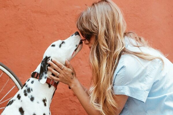 Kiss from dalmation