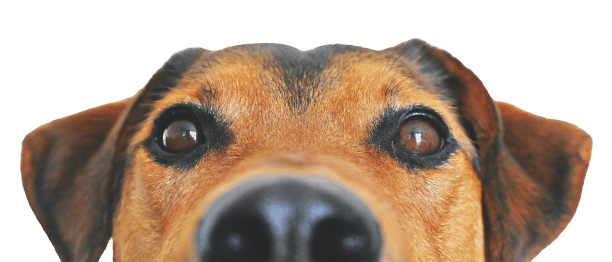 Fox Terrier peeking