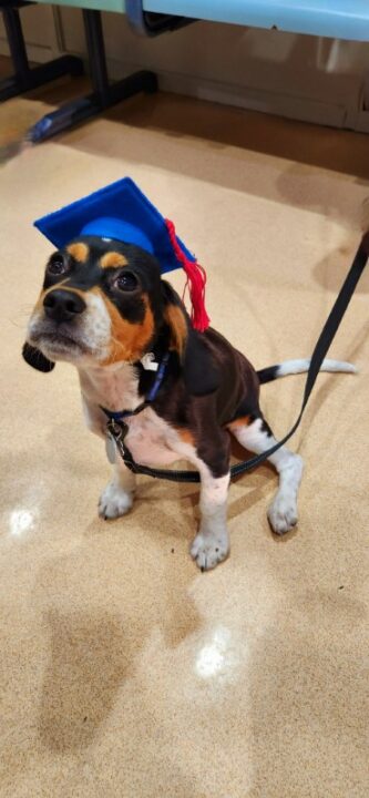 Pet Doctor Puppy Pre school graduate
