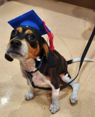 Puppy Preschool graduate with hat