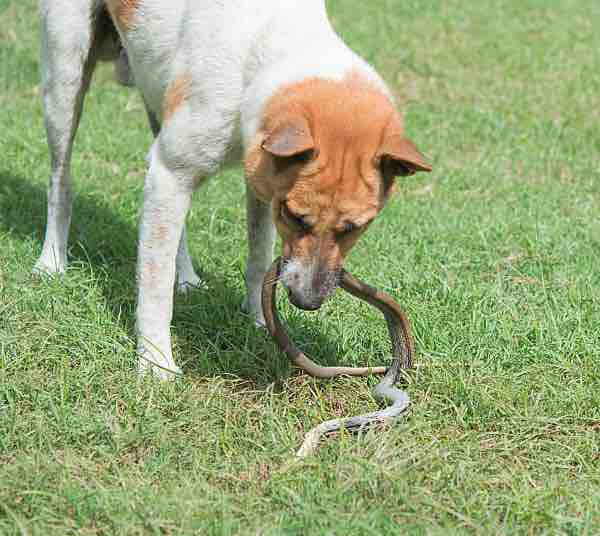 Dog holding snake in mouth