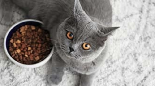Cat and food bowl