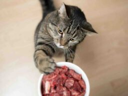Cat and bowl of meat