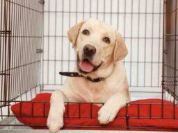 Crate Training and its benefits