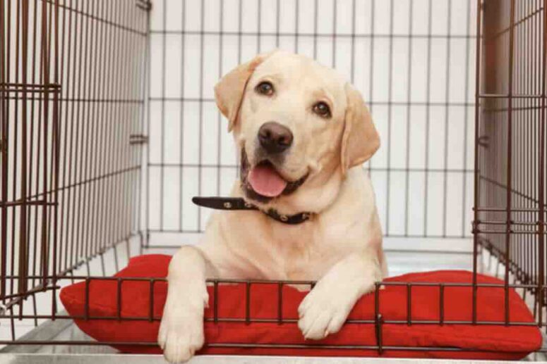 Crate Training and its benefits