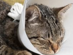 Cat with cone around neck