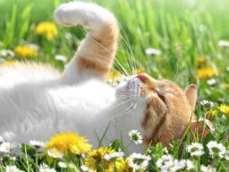 Cats Springtime Grass flowers