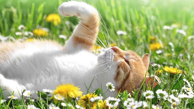 Cats Springtime Grass flowers