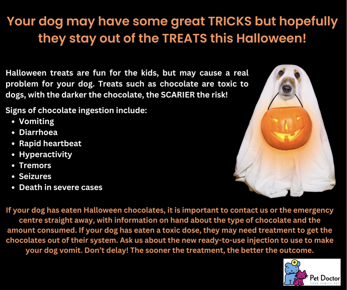 Halloween can be dangerous for pets 