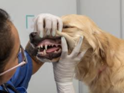 Dental disease in pets adelaide