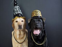 New years dogs