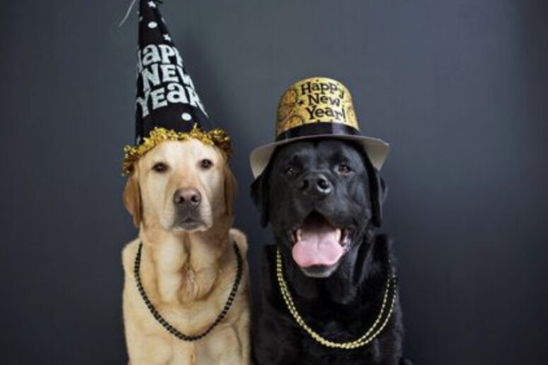 New years dogs