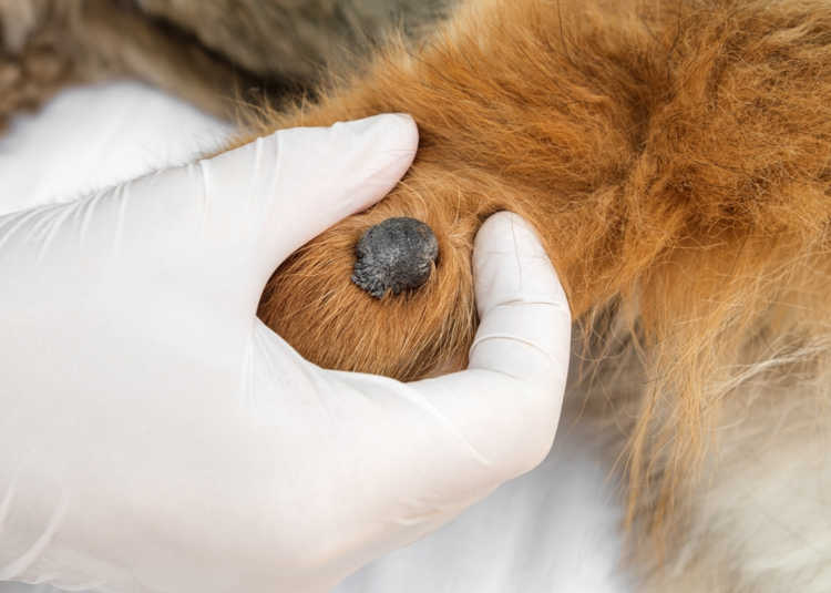 Lump and bump on pet