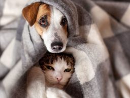 Australian pets relaxing under blanket