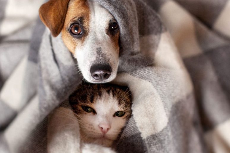 Australian pets relaxing under blanket
