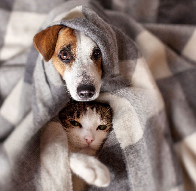 Australian pets relaxing under blanket