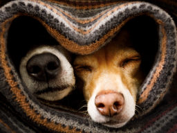 Cold Pets in Winter snuggled up