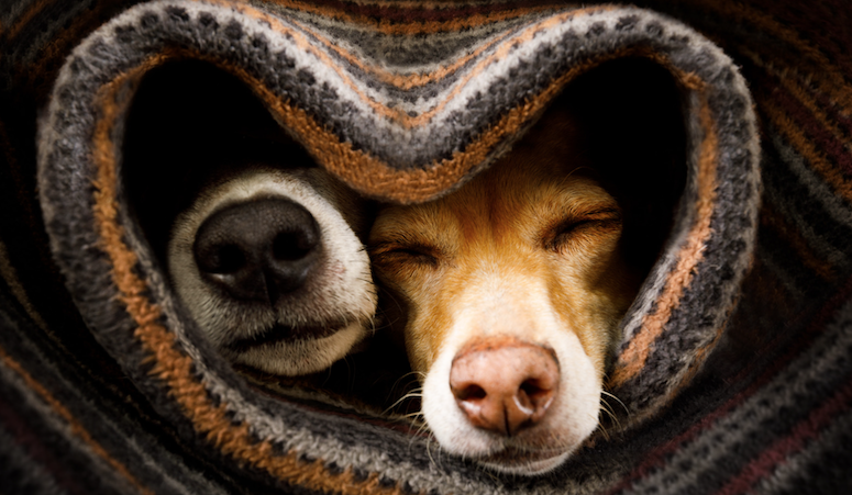 Cold Pets in Winter snuggled up