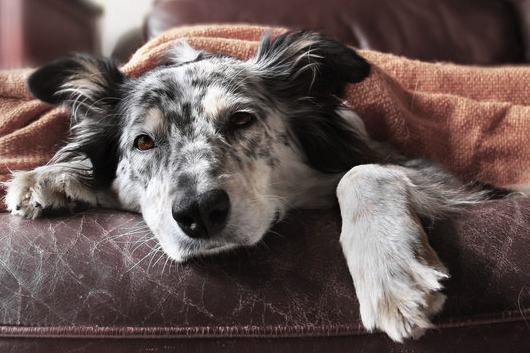 Dog relaxing on couch- Pet euthanasia Adelaide