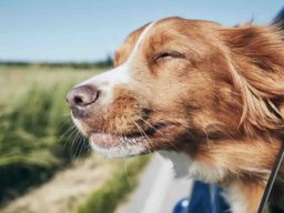 Dog relaxing on a car trip