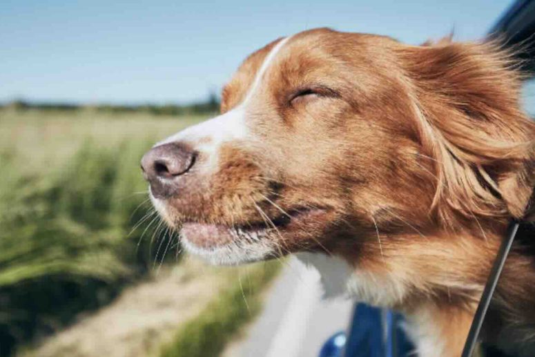 Dog relaxing on a car trip