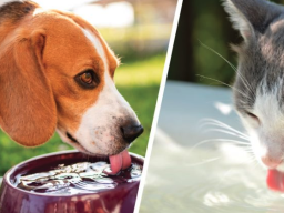 Dogs and cats- care tips during Summer