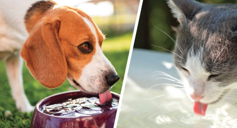 Dogs and cats- care tips during Summer
