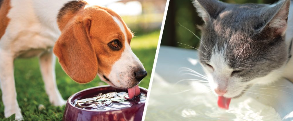 Dogs and cats- care tips during Summer