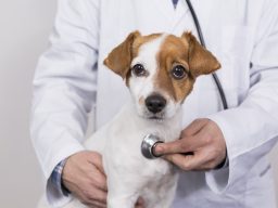 Puppy health check up