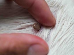 Dog with Tick being identified
