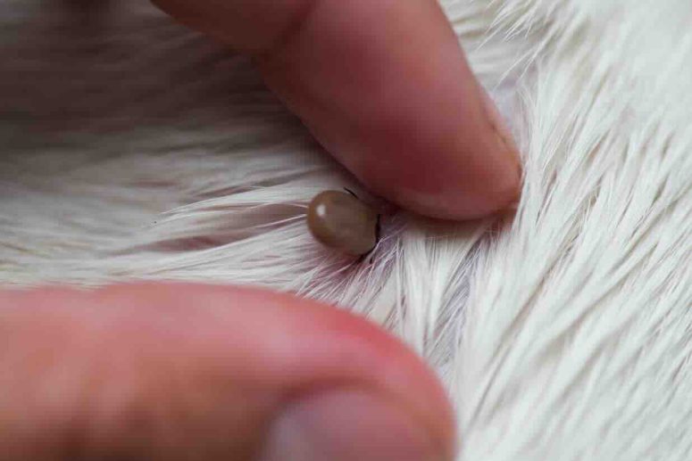 Dog with Tick being identified