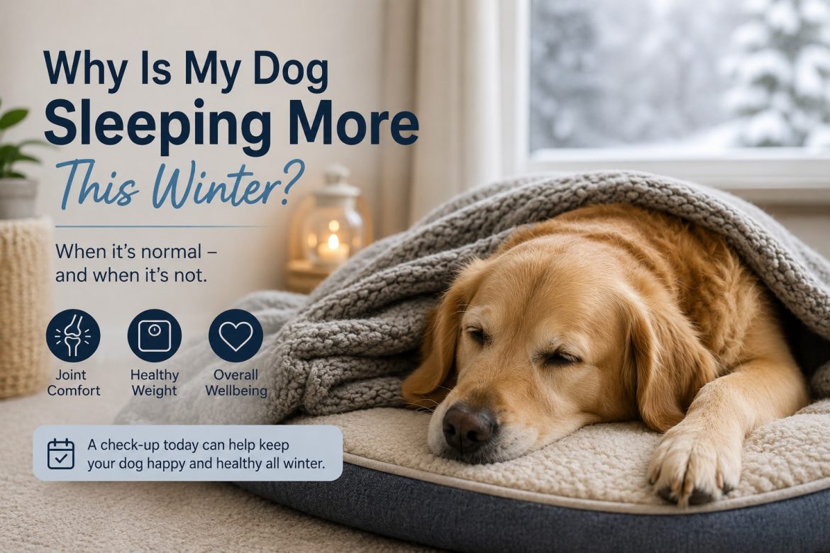Why is my dog sleeping more this winter