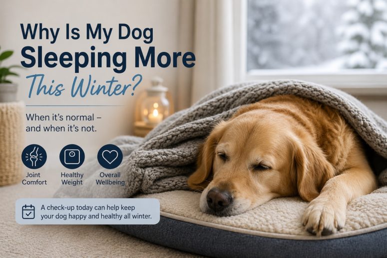Why is my dog sleeping more this winter