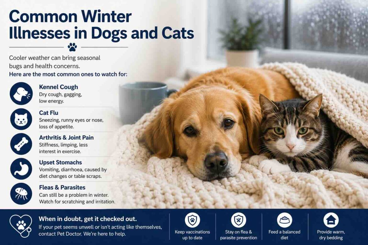 Common illnesses affecting dogs and cats