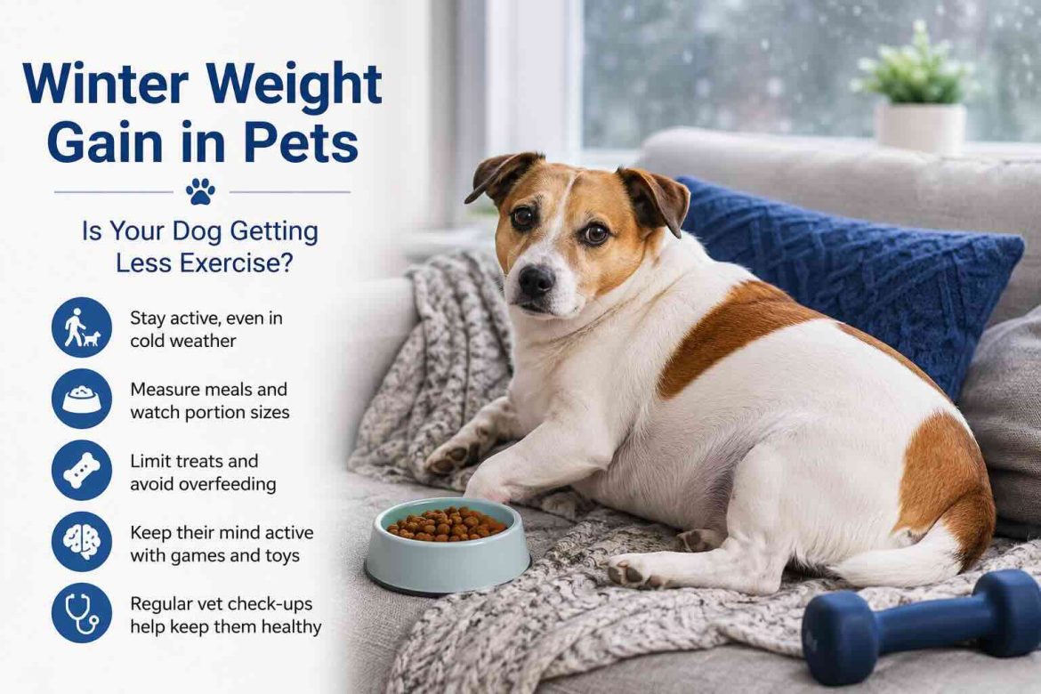 Weight gain for pets