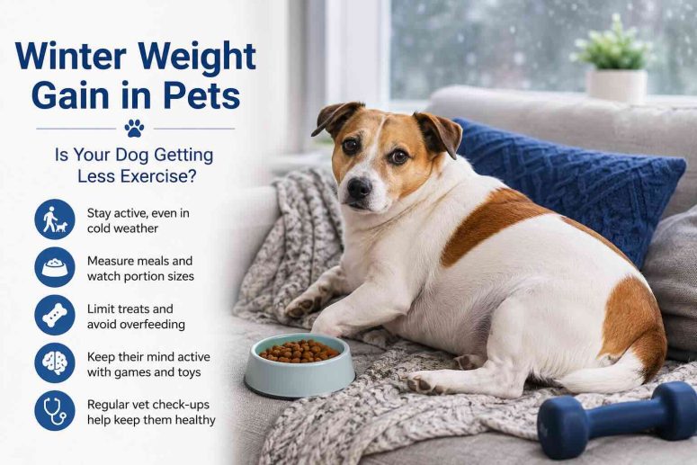 Weight gain for pets